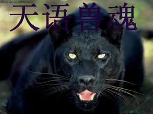 天语兽魂